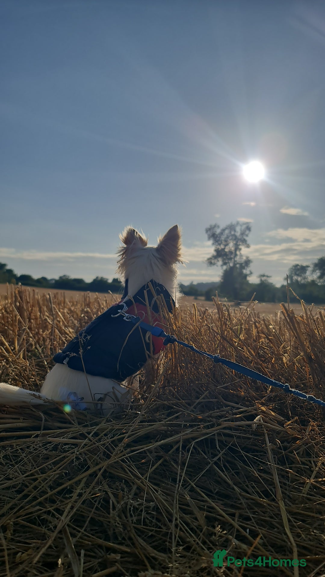 Chihuahua dogs for sale: 2 year old Chihuahua girl - Advert 2