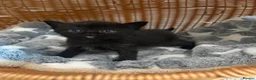 British Longhair cats for sale: Gorgeous Scottish Fold & Straight Kittens - Advert 8