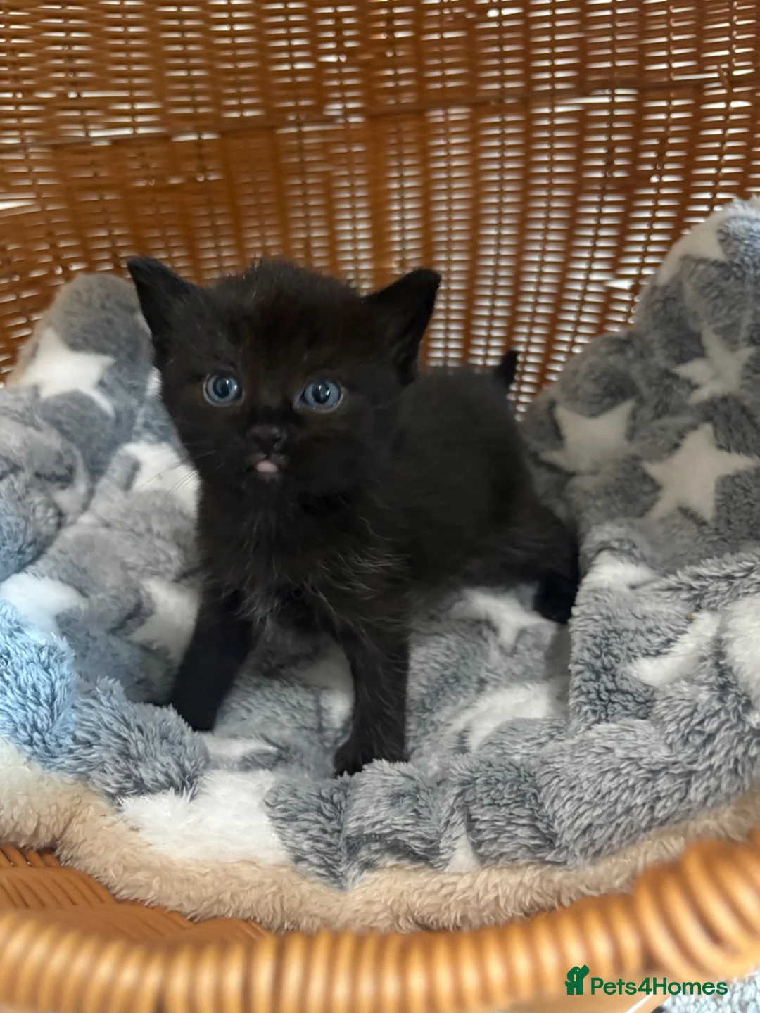 British Longhair cats for sale: Gorgeous Scottish Fold & Straight Kittens - Advert 8