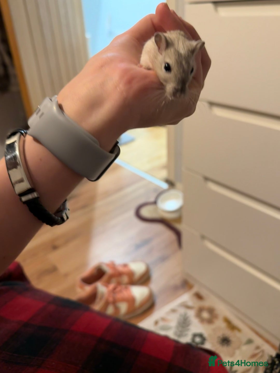 Gerbil rodents for sale: Baby Gerbil Sisters + Full Cage Setup - Advert 2