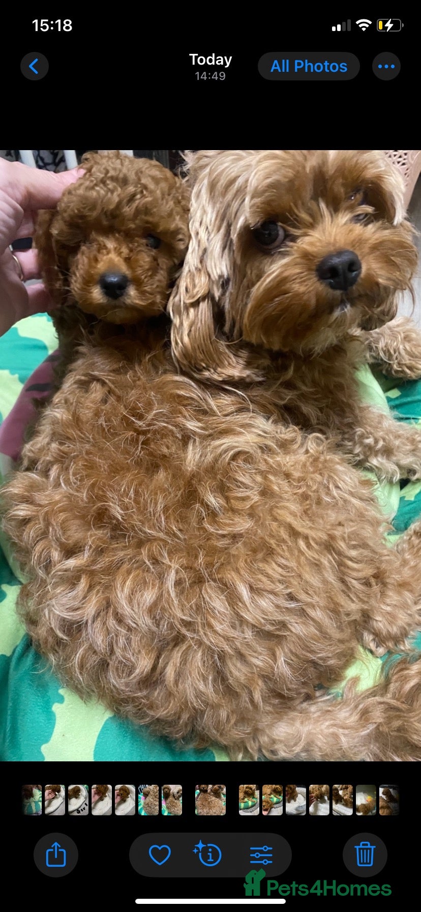 Cavapoo dogs Cavapoo babies  - Advert 1