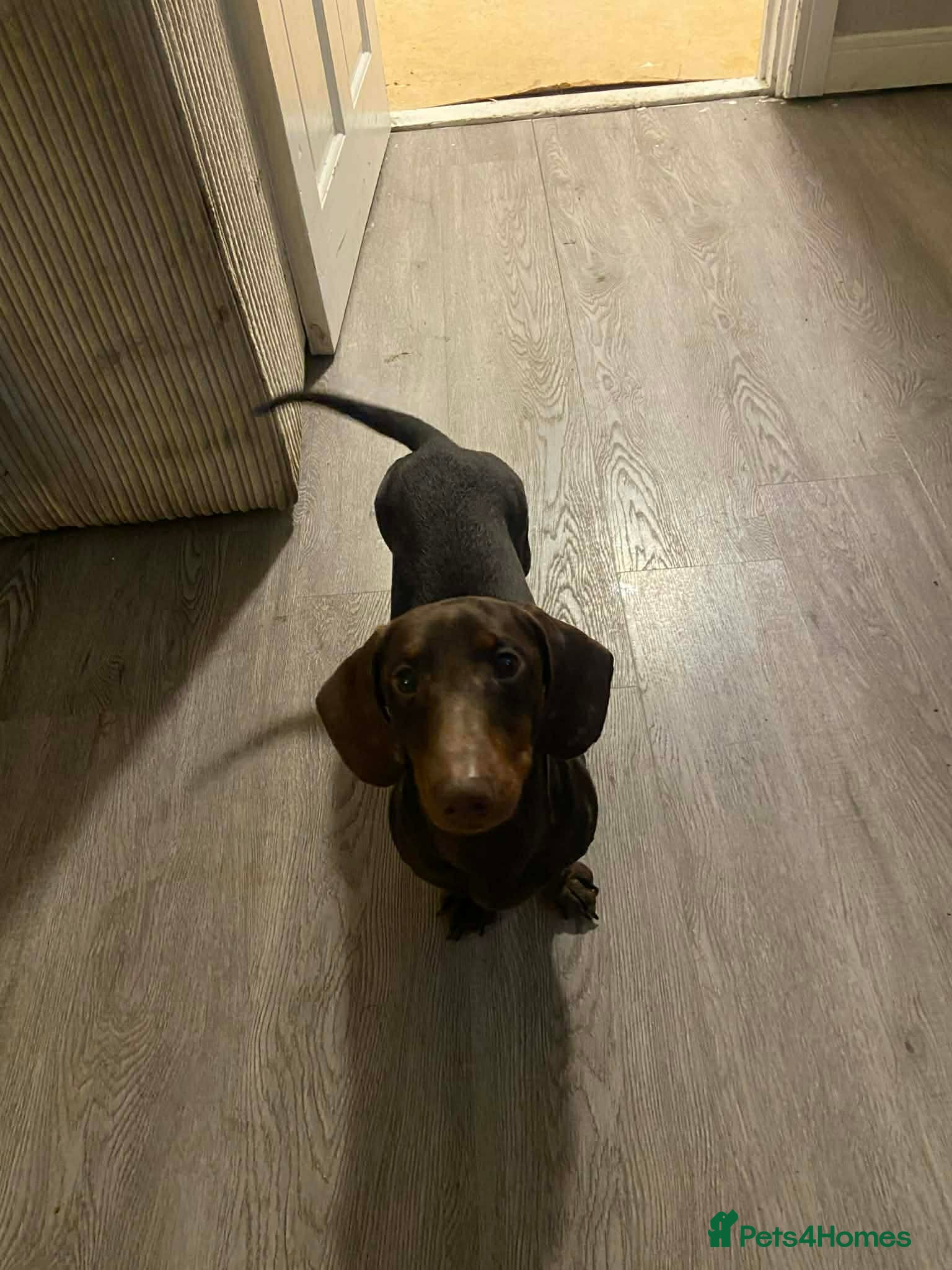 Miniature Dachshund dogs Bruno - Advert 4