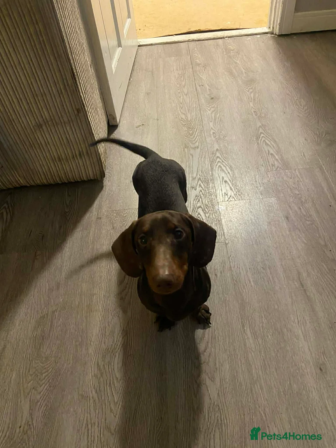 Miniature Dachshund dogs for sale: Bruno - Advert 1