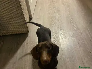 Miniature Dachshund dogs Bruno - Advert 4