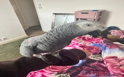 Parrots birds for sale: TAME AFRICAN GREY PARROT  - Image 2