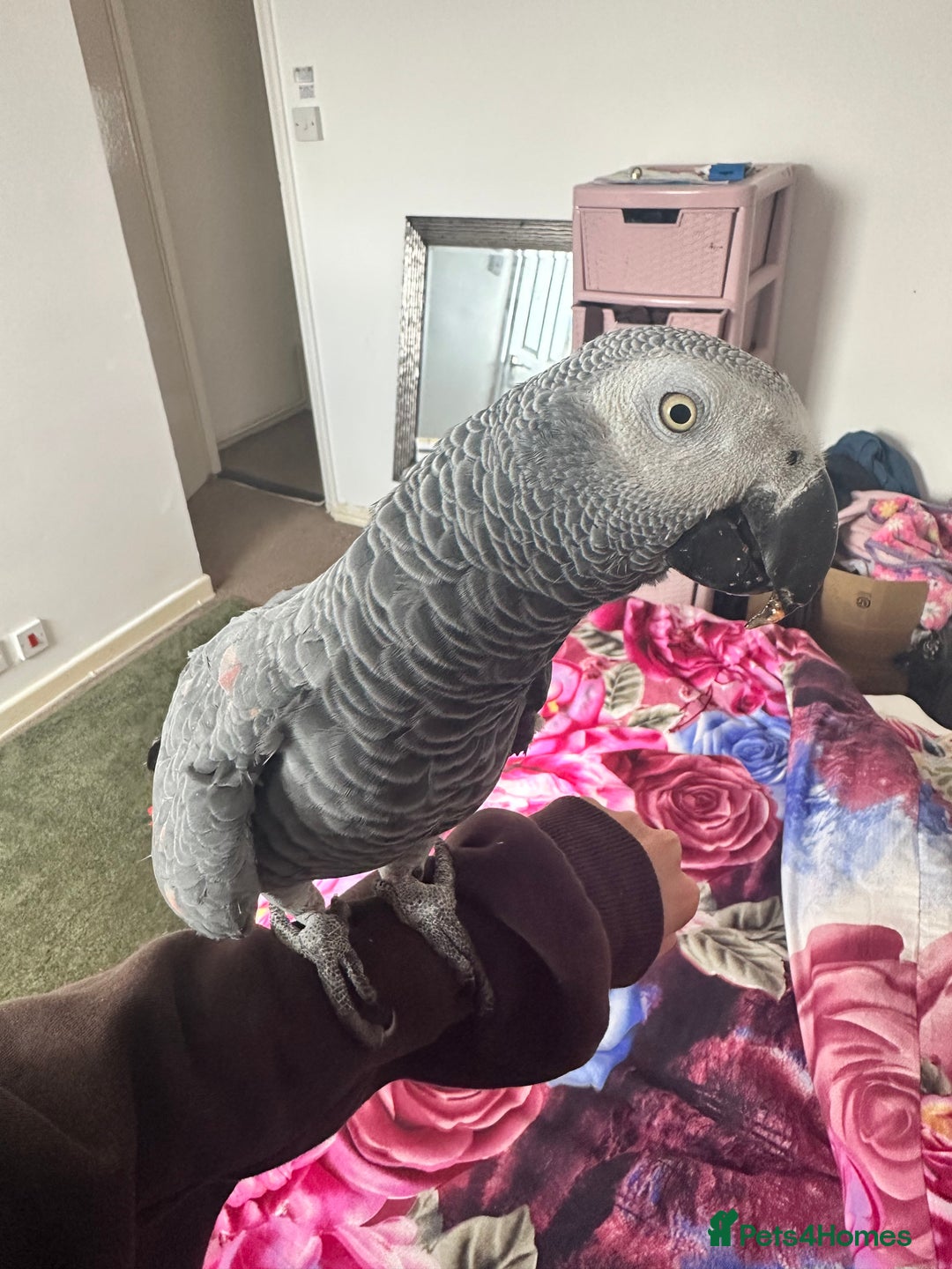 Parrots birds for sale: TAME AFRICAN GREY PARROT  - Image 2