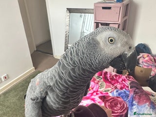 Parrots birds 🦜REDUCED TAME AFRICAN GREY PARROT - Advert 17