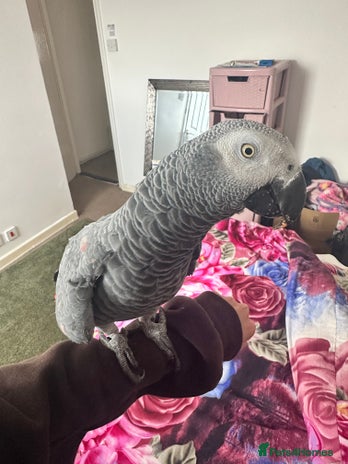 Parrots birds 🦜REDUCED TAME AFRICAN GREY PARROT - Advert 3