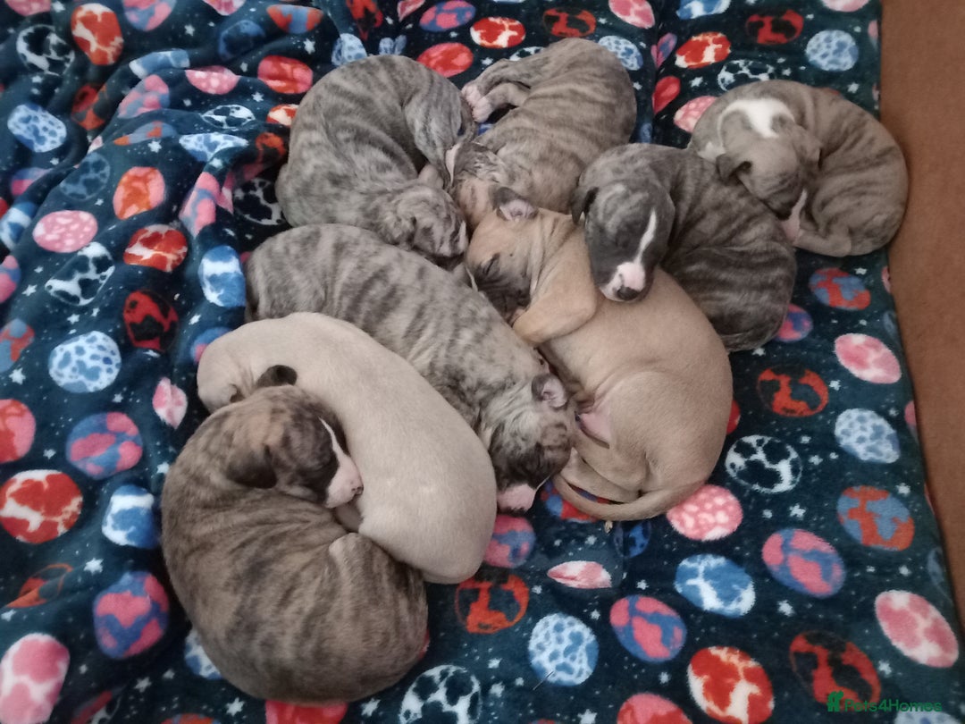 Whippet dogs for sale: Top Class Whippet Puppies - Image 9