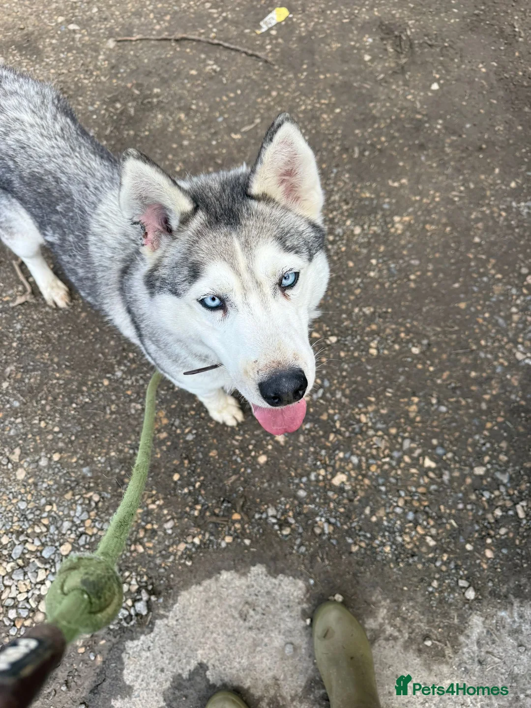 Siberian Husky dogs for adoption: Lady  in Swindon - Advert 1