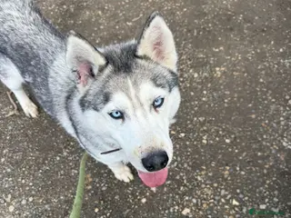 Siberian Husky dogs Lady - Advert 4