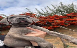 Cane Corso dogs for sale: Cane corso puppies 9 weeks old - Image 20
