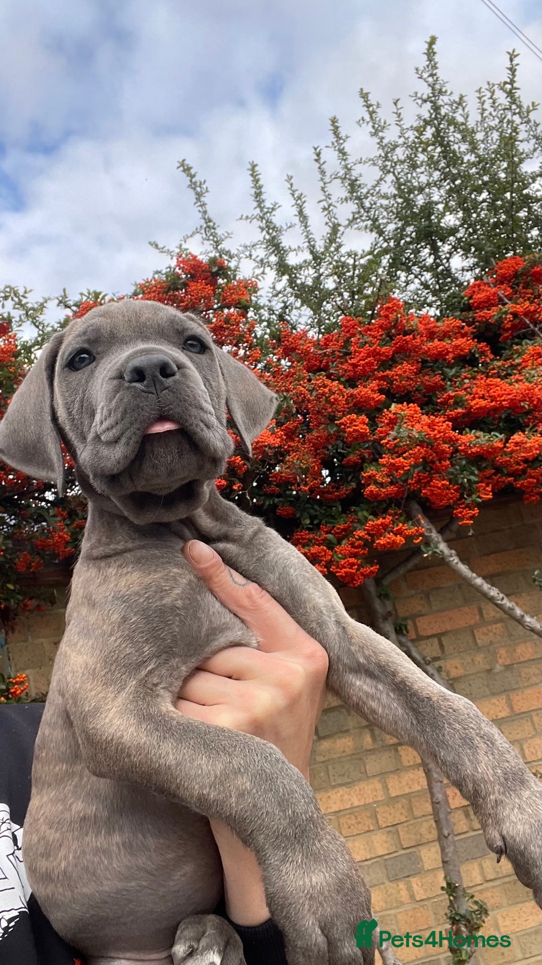 Cane Corso dogs for sale: Cane corso puppies 9 weeks old - Image 20