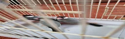 Finches birds for sale: Java finches for sale  - Advert 5