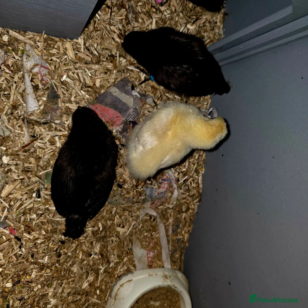 Chickens poultry for sale: Legbar / Leghorn chicks - Advert 9