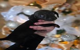 Dachshund dogs for sale: Daschund puppies - Advert 18