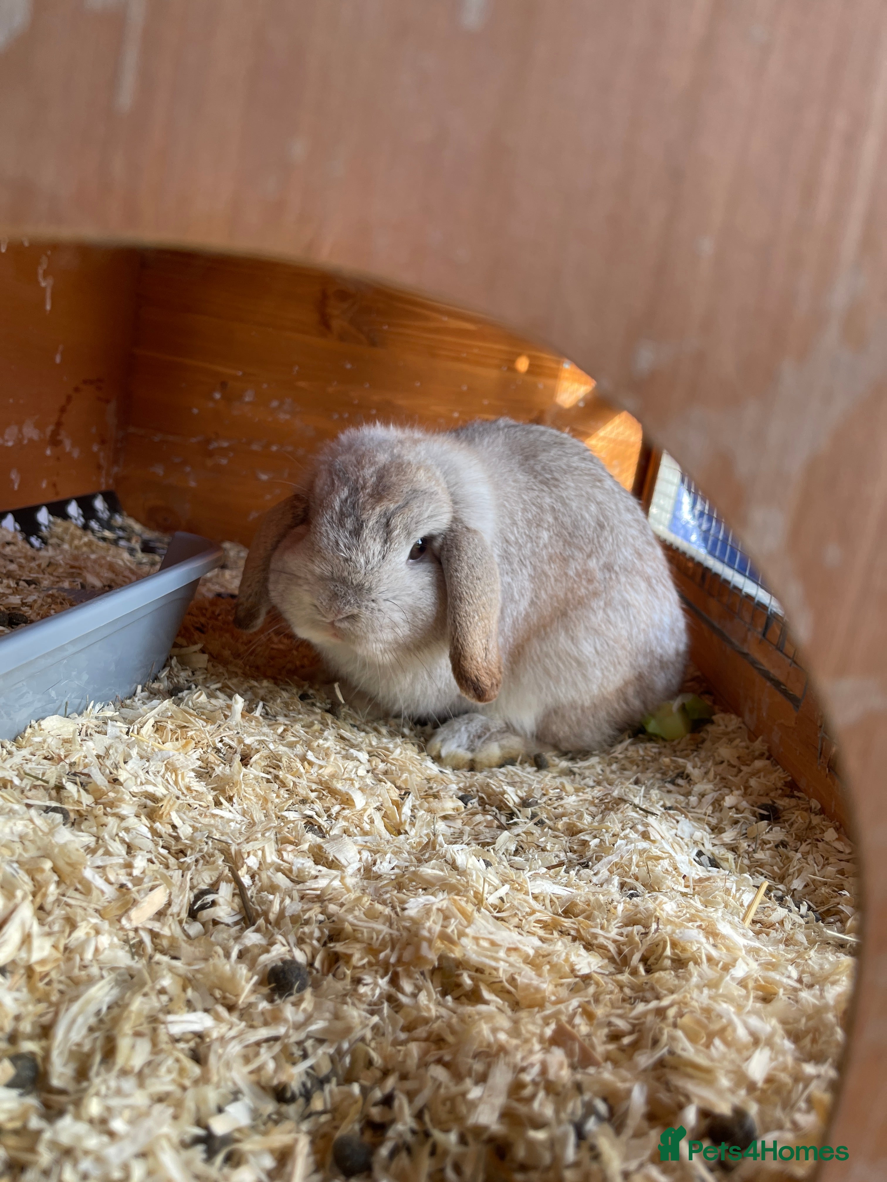 Mini Lop rabbits Mini lop for sale  - Advert 1