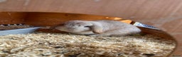 Mini Lop rabbits for sale: Mini lop for sale  - Advert 1