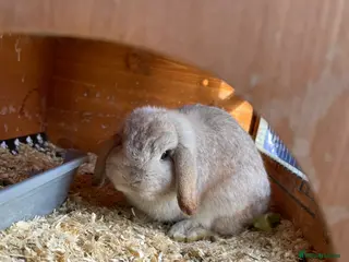 Mini Lop rabbits Mini lop for sale - Advert 9