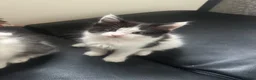Domestic Shorthair cats for sale: Kittens for sale  in Gillingham - Advert 4
