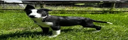 Border Collie dogs for sale: Handsome smooth coated border collie pups in Builth Wells - Advert 9