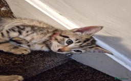 Mixed Breed cats for sale: 6 friendly tabby kittens - Image 11
