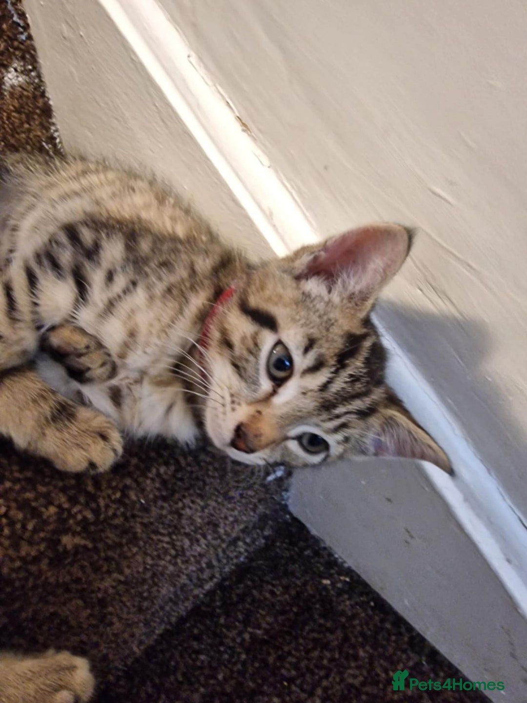 Mixed Breed cats for sale: 6 friendly tabby kittens - Image 11