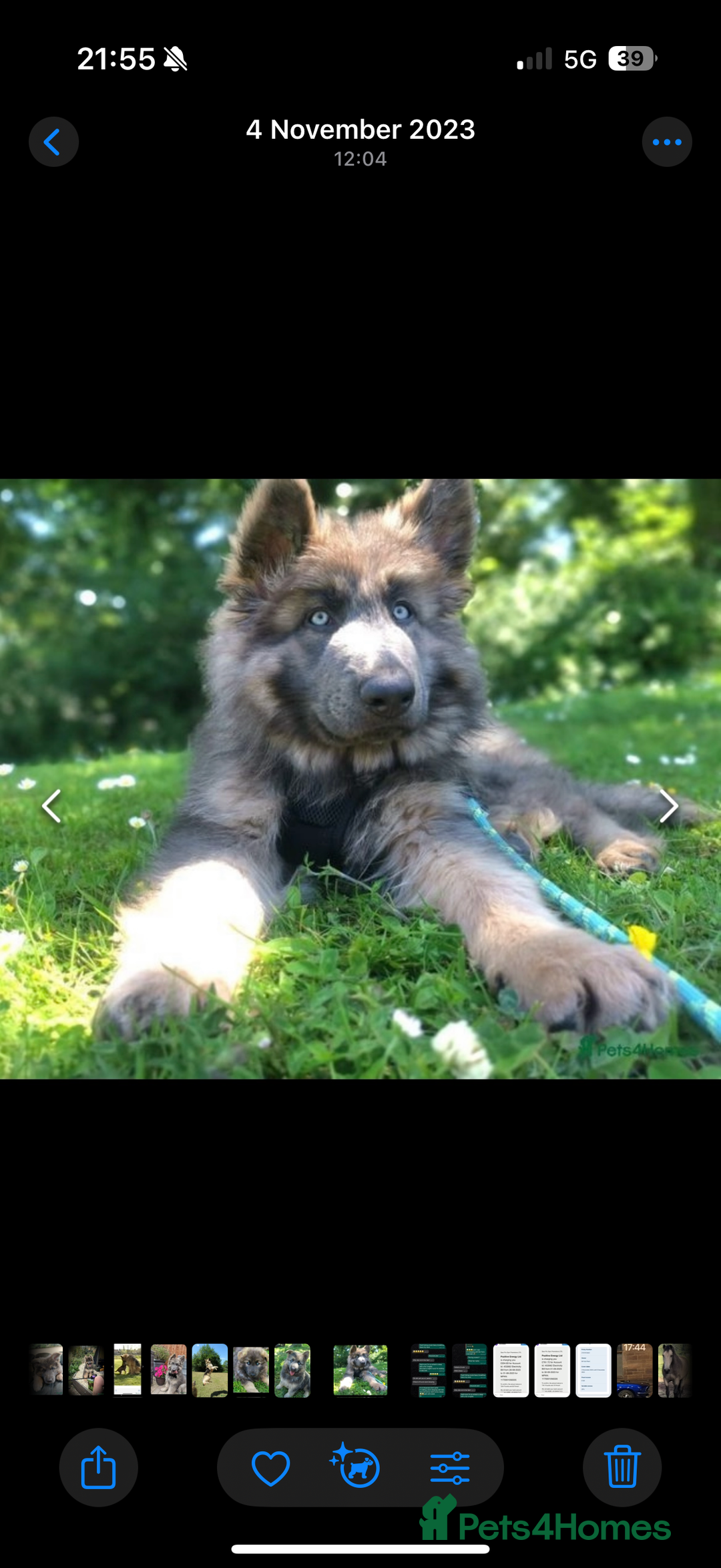 German Shepherd dogs for sale: 💙KC health tested parents 💙 - Advert 21