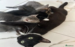 Mixed Breed cats for sale: Cute babies for sale! - Image 6