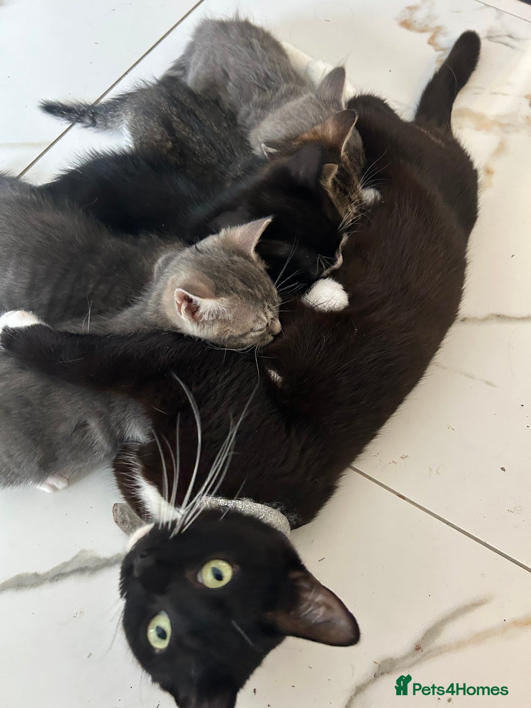 Mixed Breed cats for sale: Cute babies for sale! - Image 6