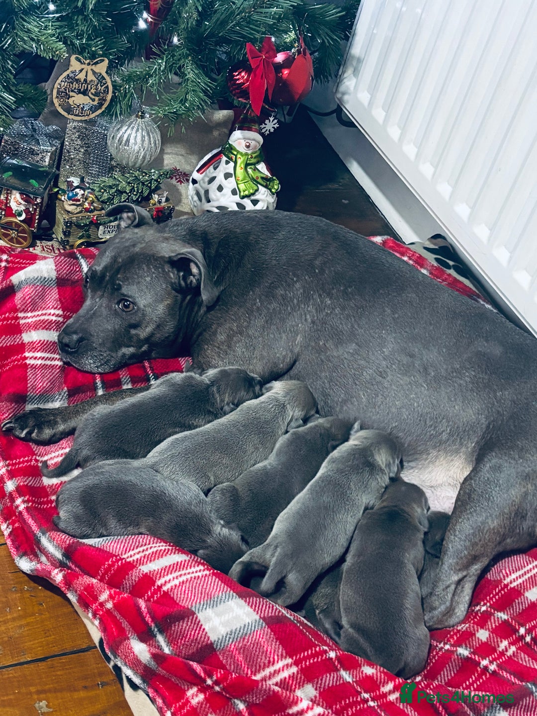 Staffordshire Bull Terrier dogs for sale: Gorgeous Staffordshire bull terrier puppies  - Advert 1