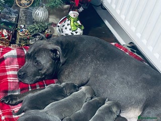 Staffordshire Bull Terrier dogs Gorgeous Staffordshire bull terrier puppies - Advert 1