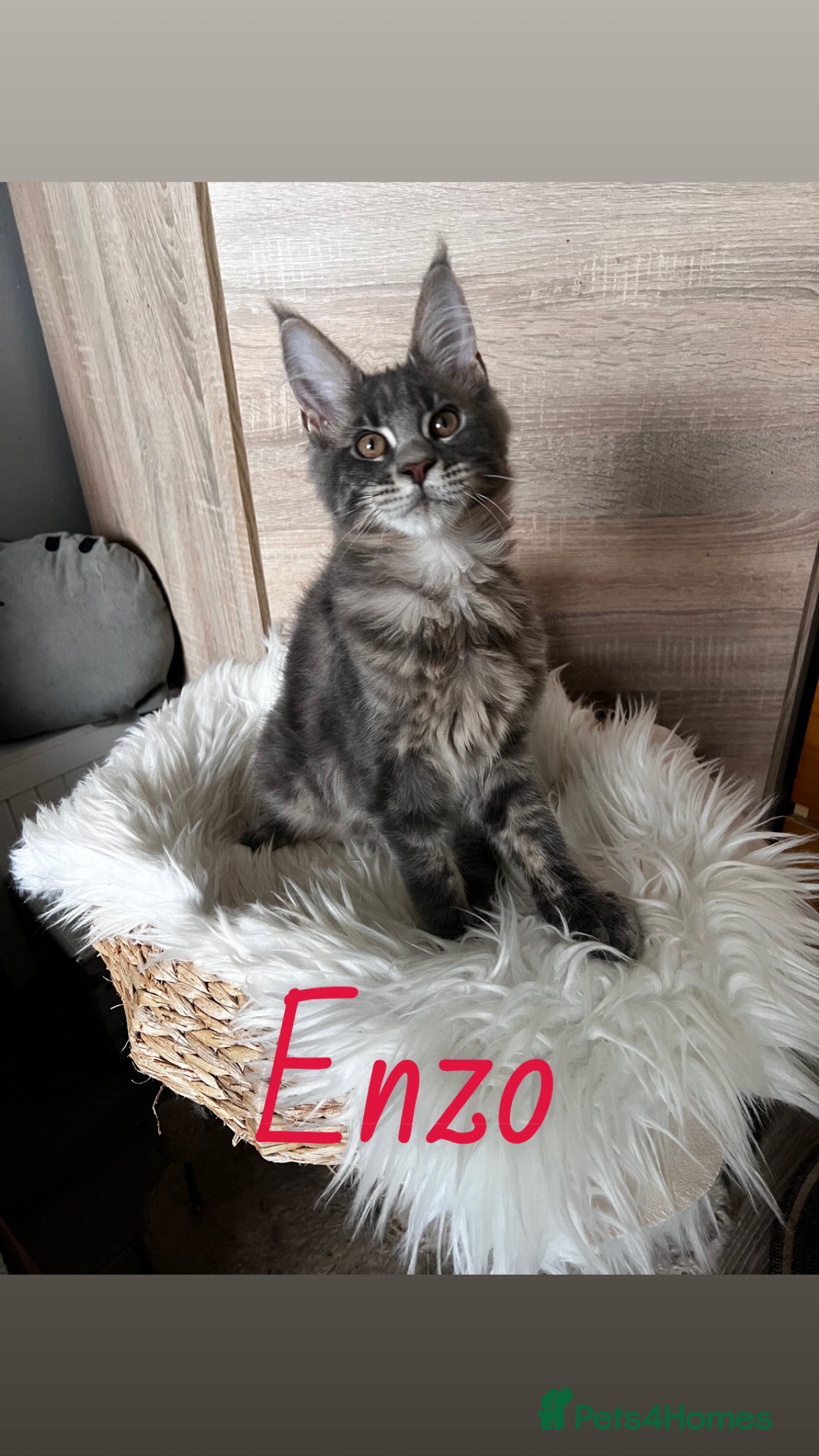 Maine Coon cats Maine Coon kittens  - Advert 3