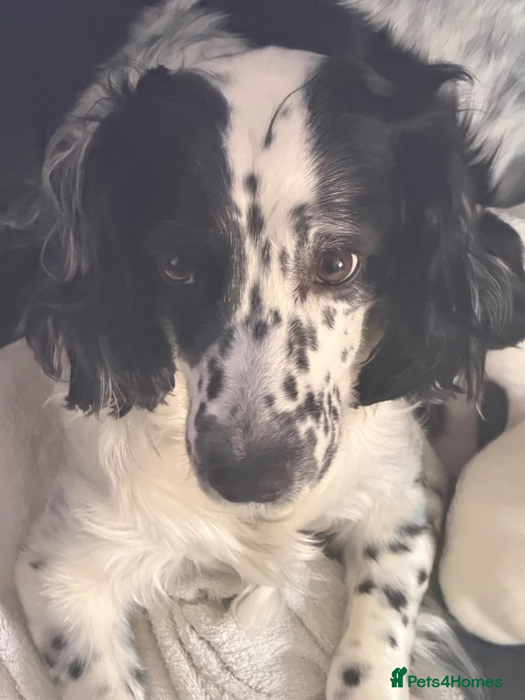 Sprocker dogs for sale: Sprocker  - Advert 2