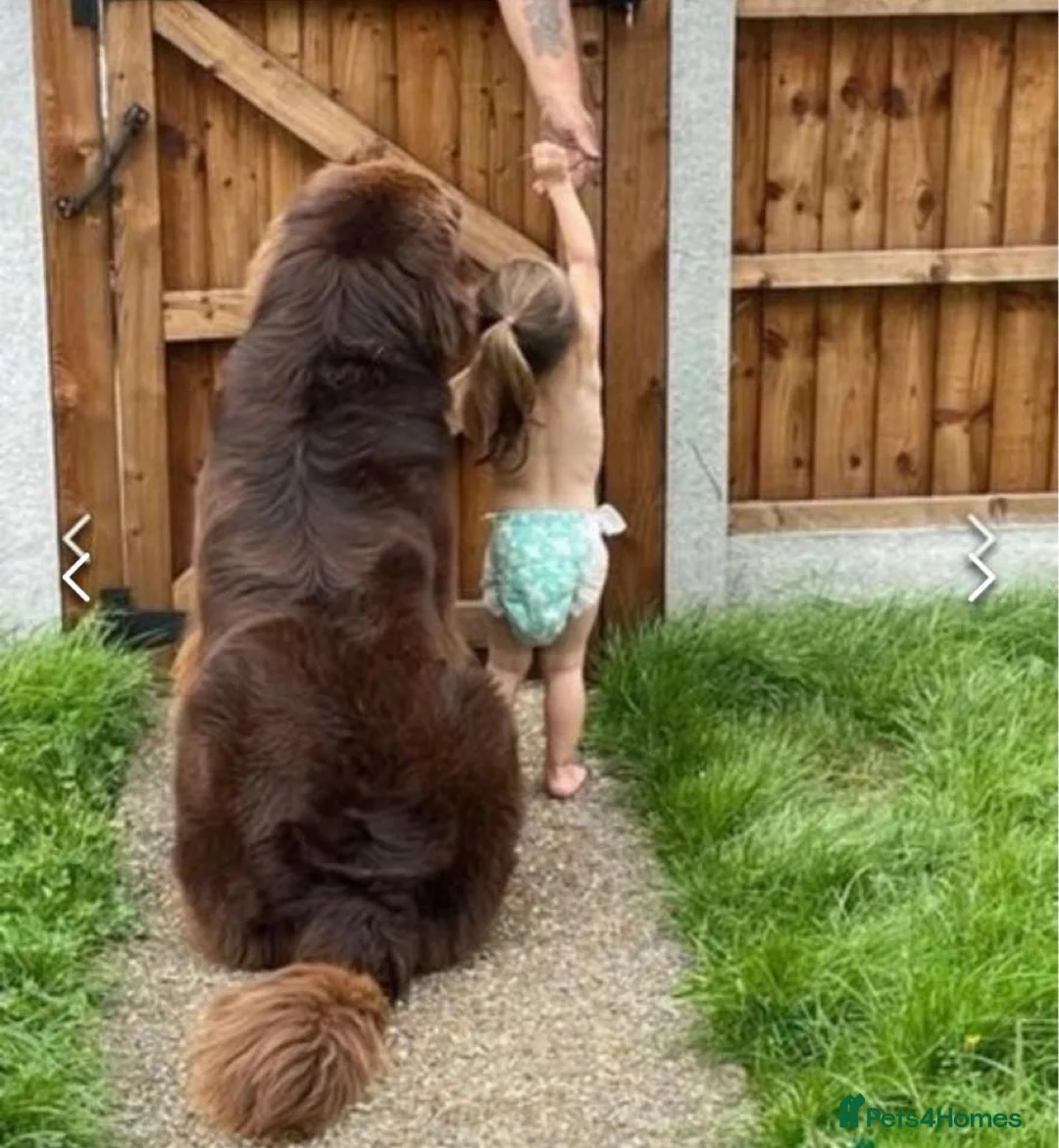Newfoundland dogs for stud: KC REGISTERED NEWFOUNDLAND STUD HEALTH TESTED  in Basildon - Advert 8