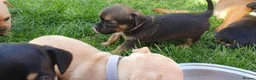 Mixed Breed dogs for sale: Beautiful Puppies  in Martock - Advert 7