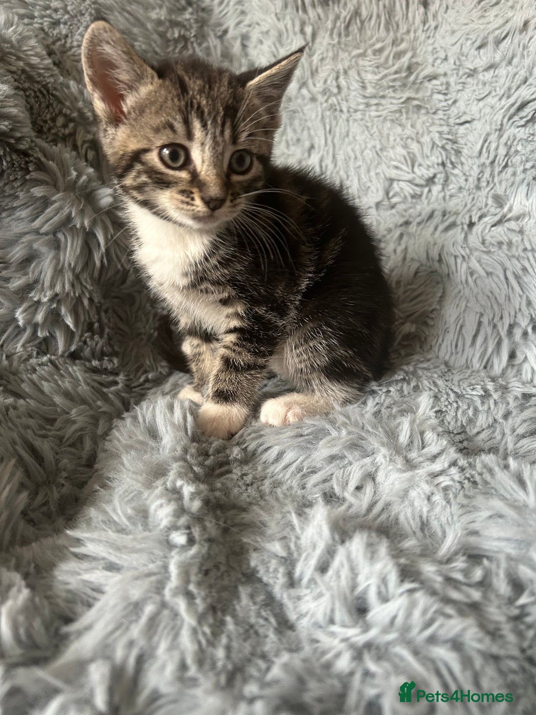 Mixed Breed cats for sale: 4 beautiful kittens for sale.  - Image 12