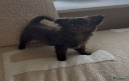 Chihuahua dogs for sale: Chihuahua KC puppies - Image 9