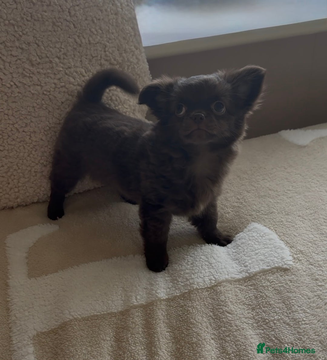 Chihuahua dogs for sale: Chihuahua KC puppies - Image 9