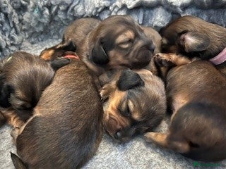 Miniature Dachshund dogs ⭐️⭐⭐️⭐️⭐️ Last two Males Reserve Now!  - Advert 5