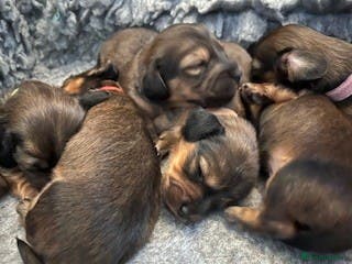 Miniature Dachshund dogs ⭐️⭐⭐️⭐️⭐️ Last two Males Reserve Now! - Advert 16