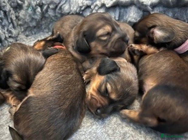Miniature Dachshund dogs ⭐️⭐⭐️⭐️⭐️ Litter Due 25th November Reserve Now! - Advert 2