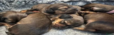 Miniature Dachshund Puppy 1