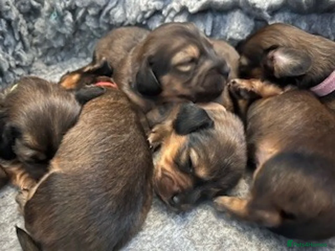 Miniature Dachshund dogs for sale: ⭐️⭐⭐️⭐️⭐️ Last two Males Reserve Now!  - Advert 1