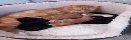 Mixed Breed cats for sale: Goldie and Meg have had their gorgeous kittens - Advert 13