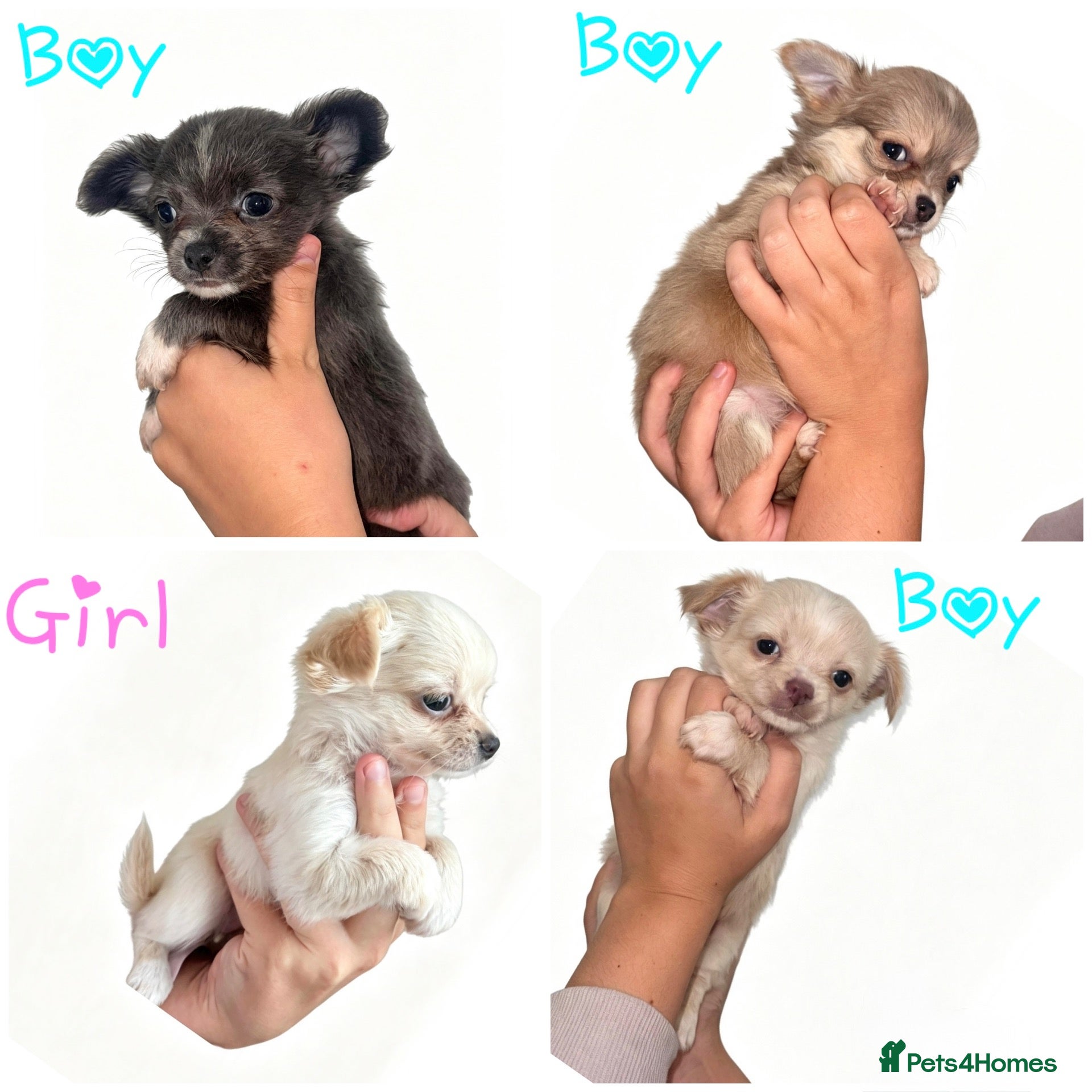 Chihuahua dogs  Tiny Chihuahuas Puppys ReadyToLeaveNextWeek - Advert 5