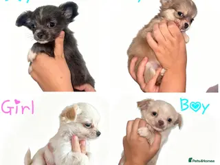 Chihuahua dogs Tiny Chihuahuas Puppys ReadyToLeaveNextWeek - Advert 5