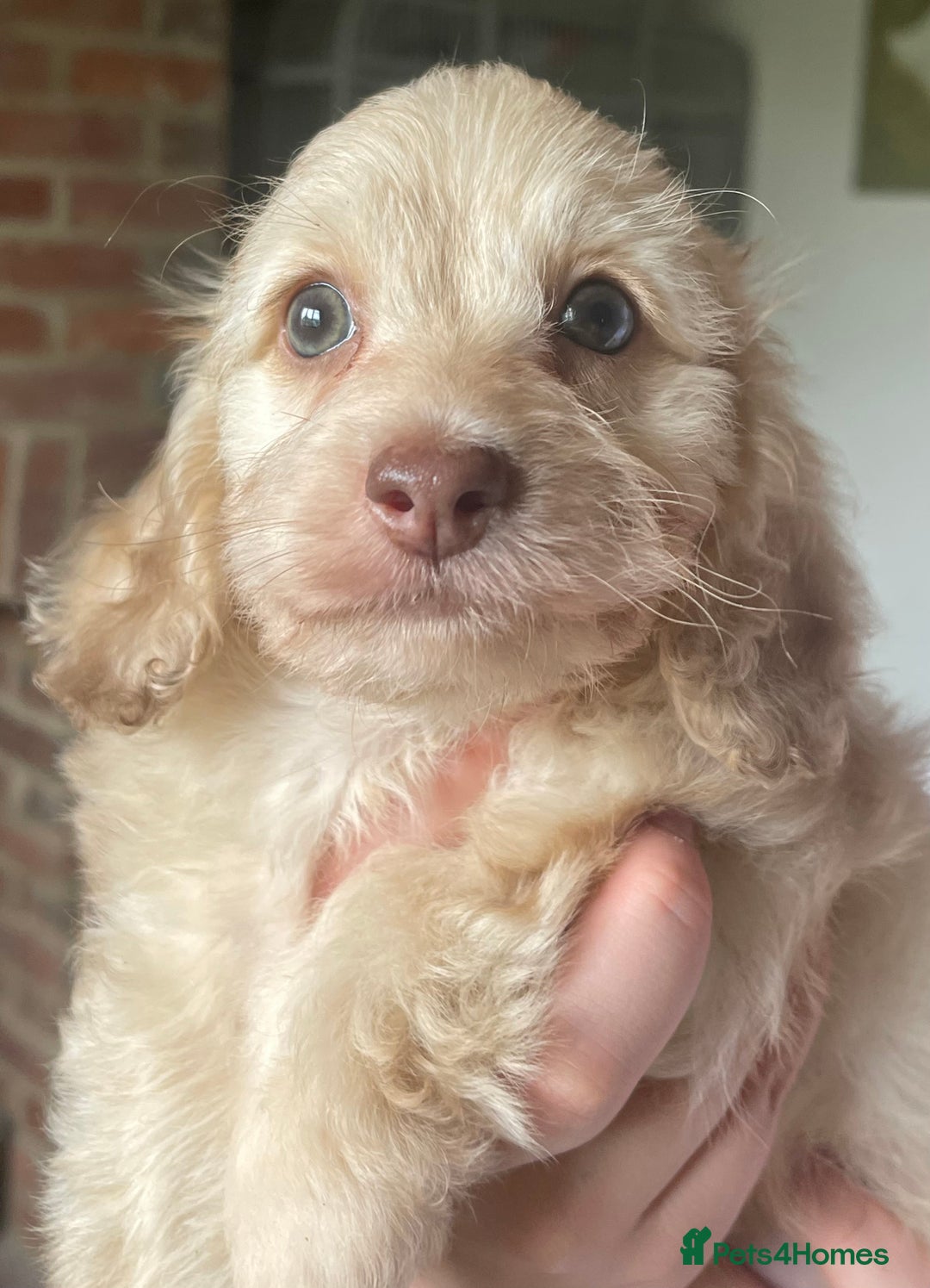 Doxiepoo dogs for sale: Adorable Doxiepoo puppies  - Image 6