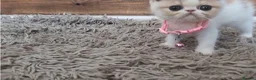 Persian cats for sale: 🐾 Beautiful Persian Kittens 🐾 - Advert 11