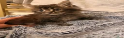 Maine Coon cats for sale: Xl Maine coons for sale - Advert 11